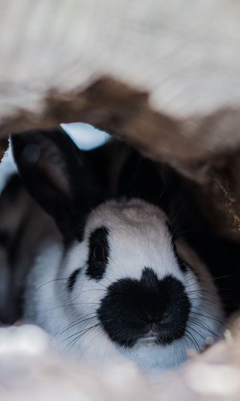 Your hotels in South Tyrol: the home of abundance Black and white rabbit hiding inside a wooden hollow
