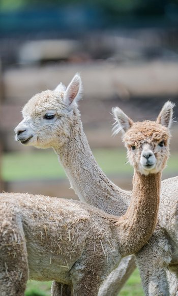 Ihre Hotels in Südtirol: die Heimat der Fülle Zwei junge Alpakas mit flauschigem Fell auf einer Wiese