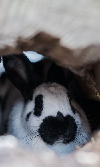 Ihre Hotels in Südtirol: die Heimat der Fülle Schwarz-weißer Hase versteckt sich in einer Höhle aus Holz