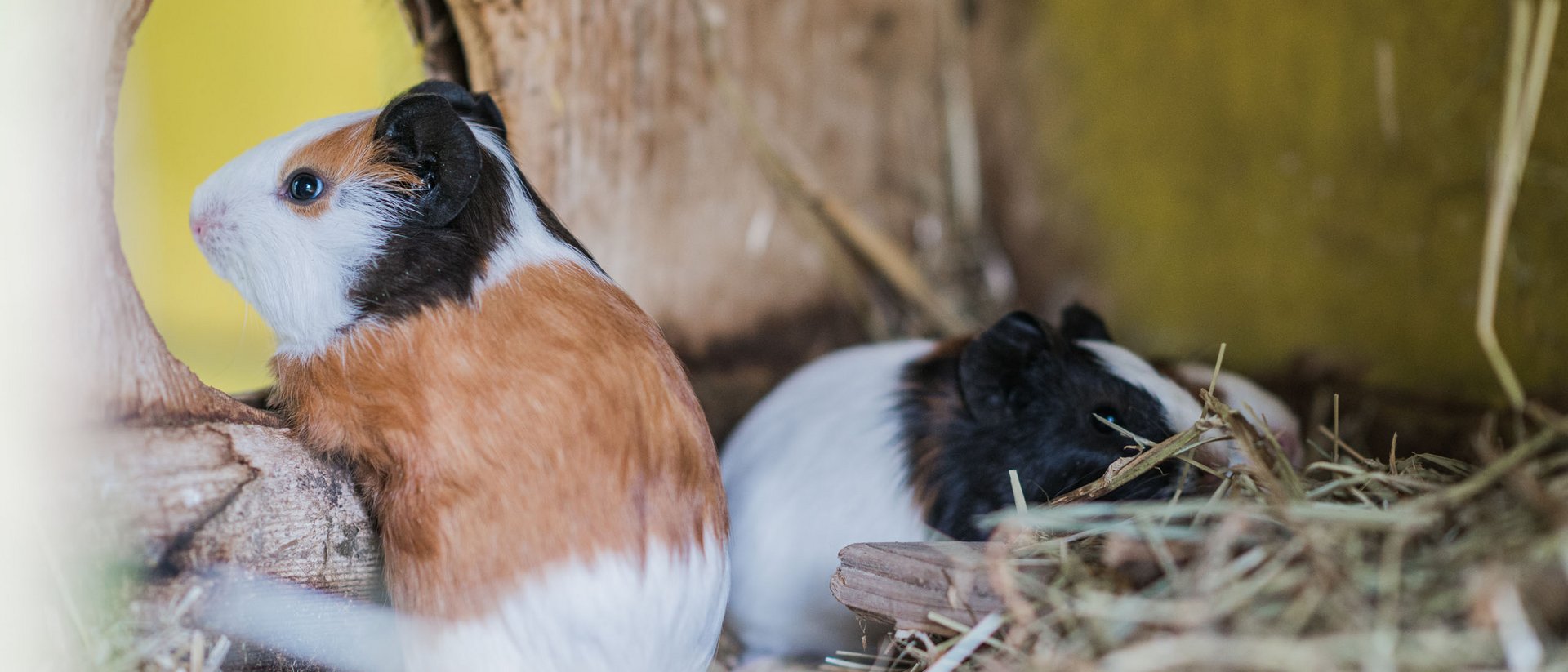 Der Ursprung des Wohlgefühls: Ihr Hotel im Pustertal Zwei Meerschweinchen in einem Holzhaus mit Heu